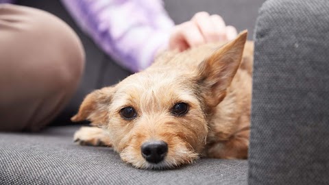 Melbourne Veterinary Centre - Cannock