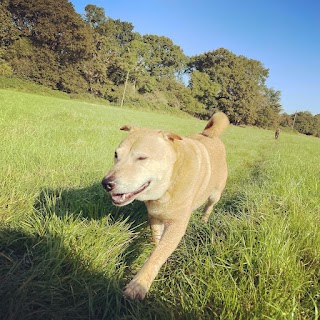 Paws Up For Walkies