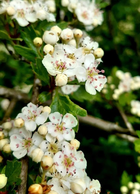 Langley Hall Park - Nature Reserve