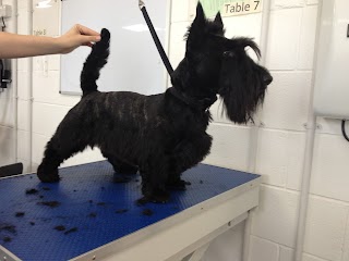 Dirty Beasties Dog Grooming