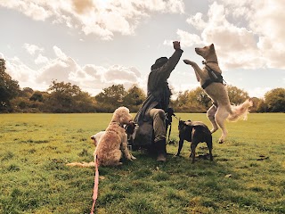 Dog Shepherds London - Dog Walking & Daycare