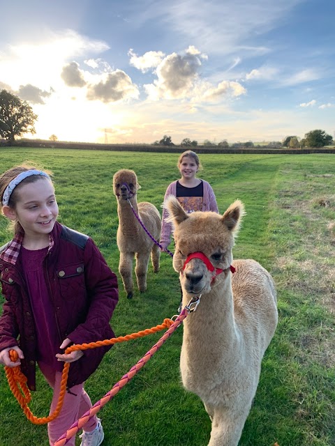 The LLama & Alpaca Experience