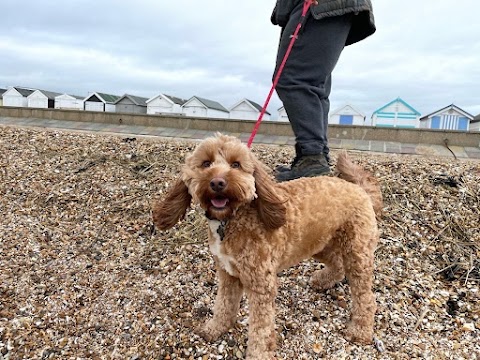 North London Dog Walker Pampered Pooches