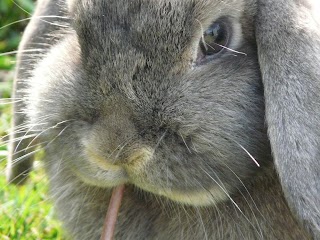 Barnabys Bunny Barn