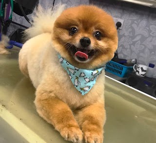 Woofs-A-Daisy dog grooming