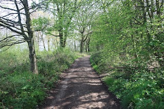 Lawton Woods