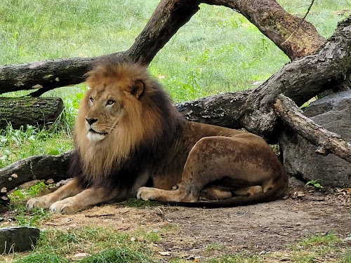 African Lions at Bronx Zoo