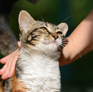 Catkins Boarding Cattery