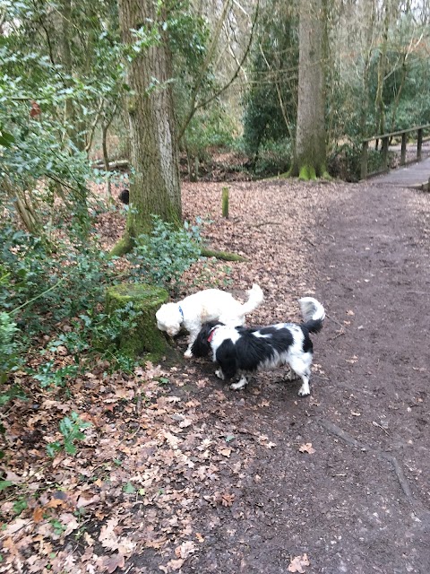 Pawesome Daycare And Walking