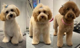 Glasgow Dog Grooming