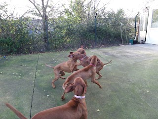 Station House Boarding Kennels