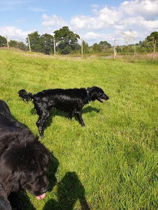 Stainthwaite Boarding Kennels