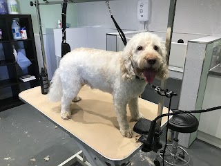 4 Paws Wash & Go