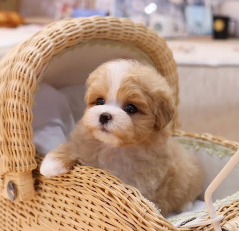 UK Teacup puppy shop