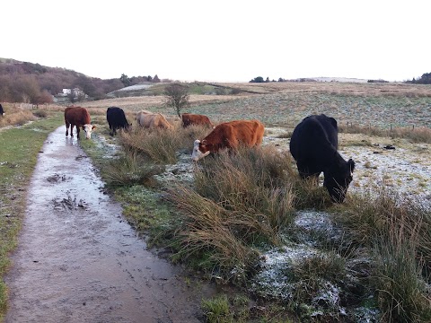 Pastures New (Lane Foot Petting Farm)