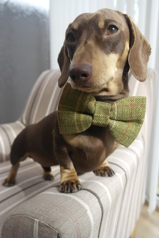 Pooch Bandana