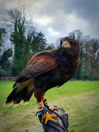 Icarus Falconry