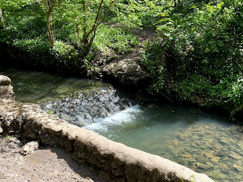 Badock's Wood