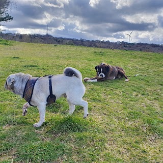 Happy Hound Hikes