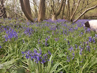 Hem Heath Woods