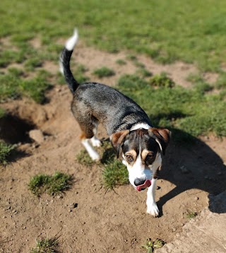 Antrim Dog Park