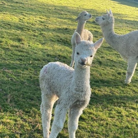 Crowbourne alpacas