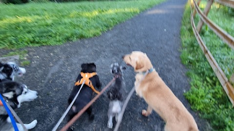 lambeg dog walkers