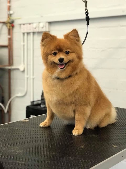 Professional Dog Grooming