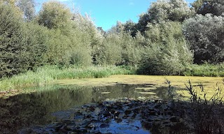 Bowthorpe Marsh