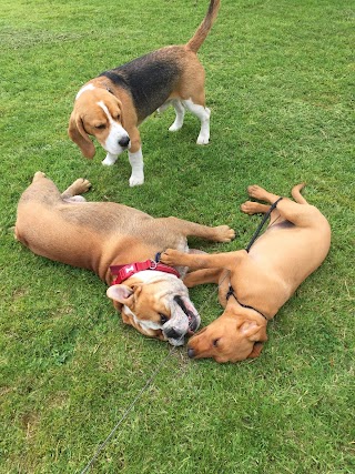 Rovers Relief Dog Walker Paisley