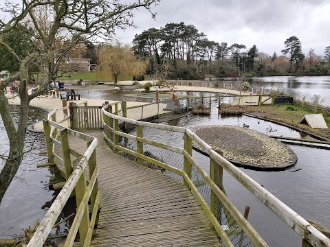 WWT Castle Espie