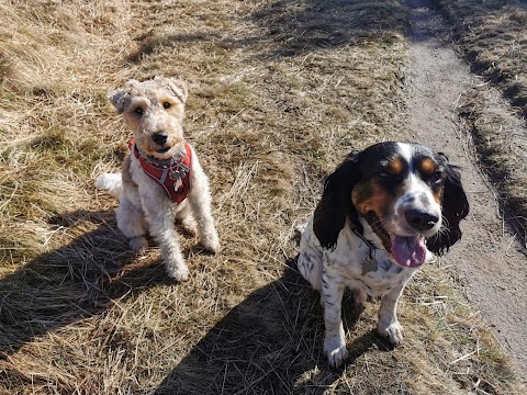 Chris's K9 Boarding & Walks