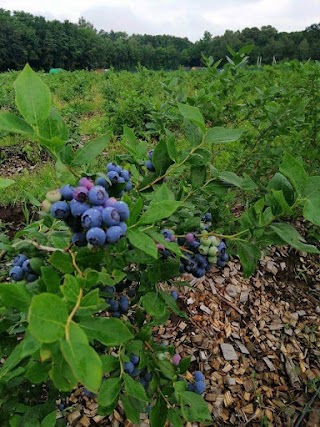 Яідна ферма"Lucky Berry"