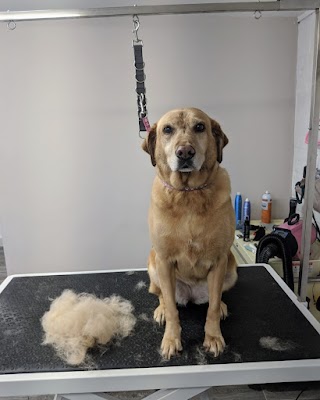 The Dog Groomery