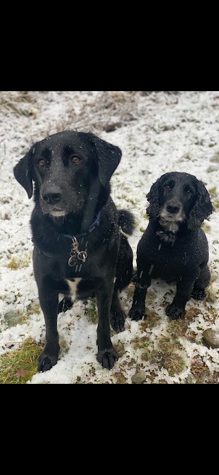 Barkwell Dog Daycare