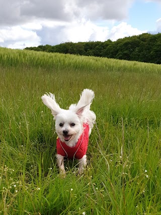 FUNNYBONES PAISLEY Dog Walking Service