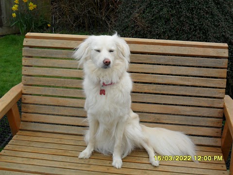 The Beeches Veterinary Centre