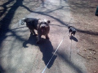 Happy Friends Pet Sitting and Dog Walking