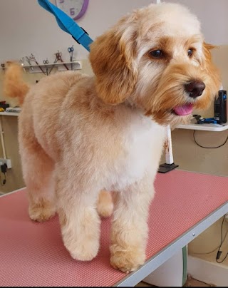 Ruff Cuts Dog Grooming Belfast