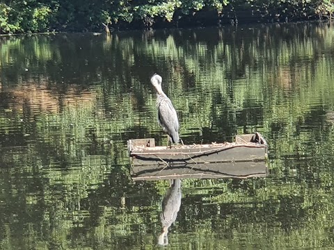 Queensmere Pond, Wimbledon Common