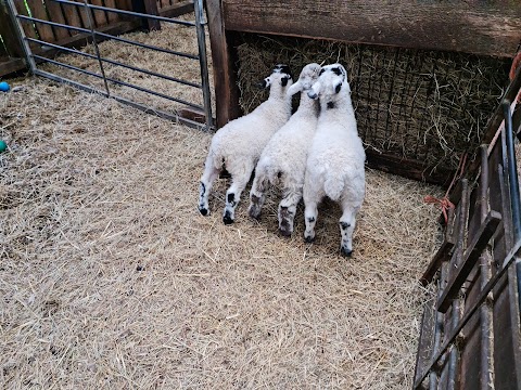 Ash End House Children's Farm