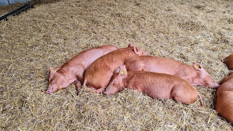 Temple Newsam Home Farm