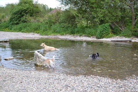 Sue's Doggy Day Care & Boarding