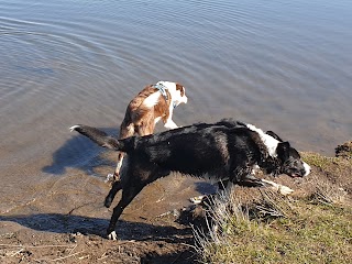 Waggy Tails Dog Walking Service