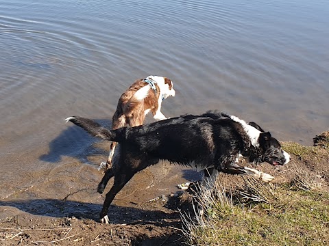 Waggy Tails Dog Walking Service