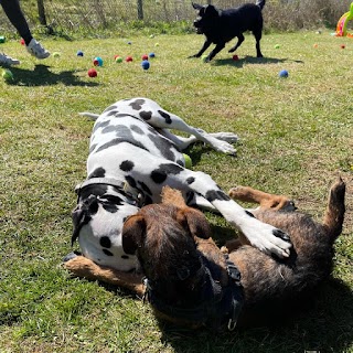 Ty Gwyn Boarding Kennels & Cattery