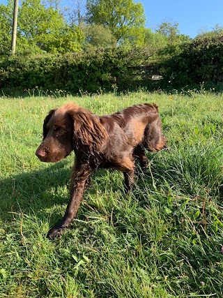 Orchard Kennels & Cattery