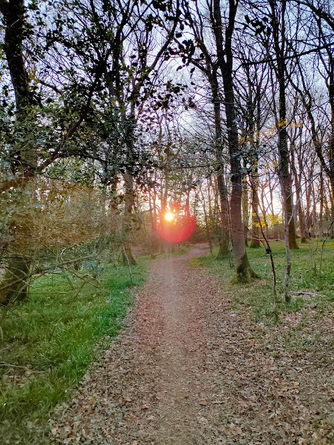 National Trust - Plymbridge Woods