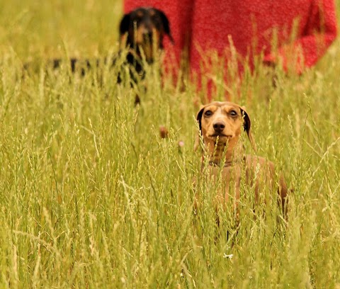 Paw Paddock - Fareham