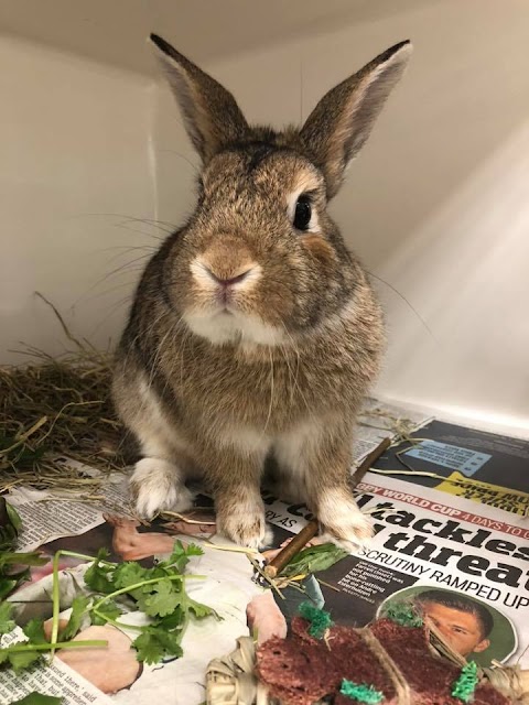 Northlands Veterinary Group, Cat and Rabbit Care Clinic